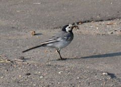 Motacilla alba