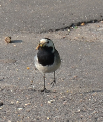 Motacilla alba