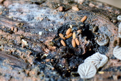 Trachypauropus