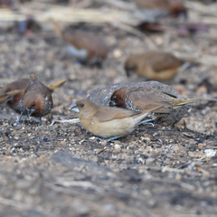 Lonchura punctulata