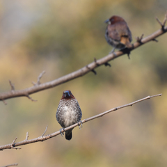 Lonchura punctulata