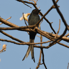 Dicrurus leucophaeus