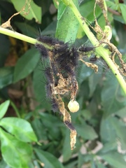 Syntomeida syntomoides