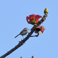 Passeriformes