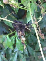 Syntomeida syntomoides