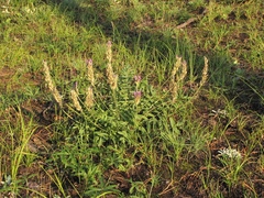 Oxytropis sylvatica
