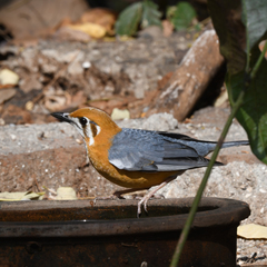 Geokichla citrina