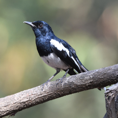 Copsychus saularis