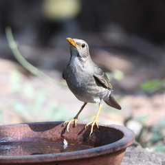 Turdus unicolor