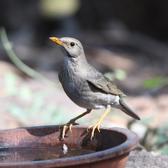 Turdus unicolor