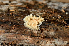 Xylaria flabelliformis