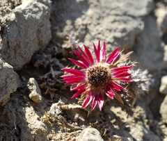 Carlina pygmaea