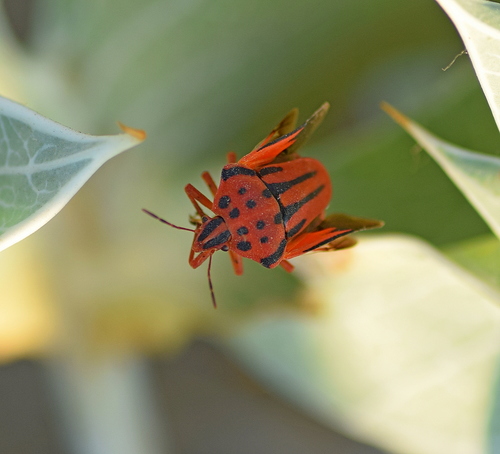 Semipunctated Shield Bug