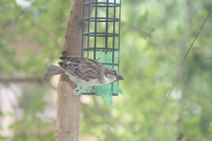 Passer domesticus