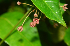 Vincetoxicum dalzellii