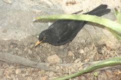 Turdus merula