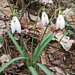 Galanthus nivalis
