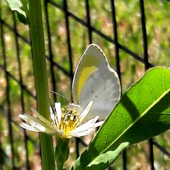 Eurema elathea flavescens