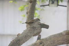 Passer domesticus