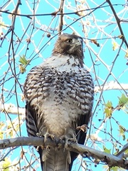 Buteo jamaicensis