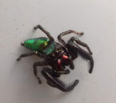 Parnaenus