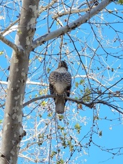 Buteo jamaicensis