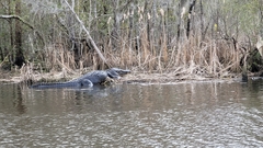 Alligator mississippiensis