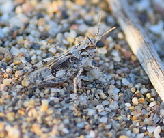 Acrotylus longipes