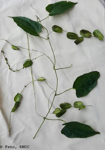 Dioscorea seriflora
