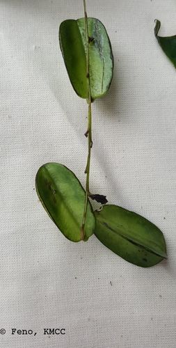 Dioscorea seriflora image