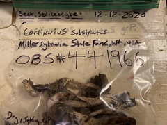 Cortinarius substriatus