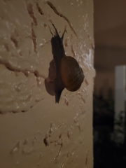 Zachrysia provisoria