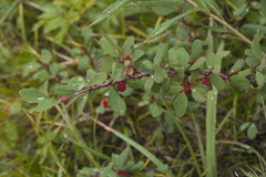 Cotoneaster uniflorus