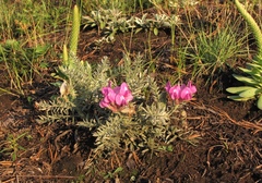 Oxytropis lanata