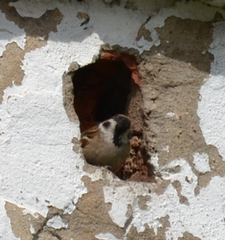 Passer montanus