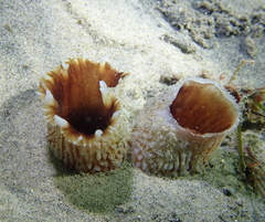Zirfaea pilsbryi