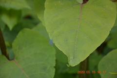 Chrysopini