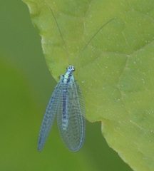 Chrysopini