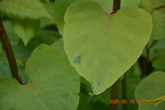 Chrysopini