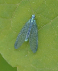 Chrysopini