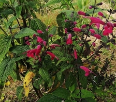 Salvia quitensis