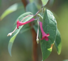 Lonicera mexicana