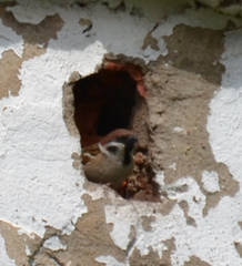 Passer montanus