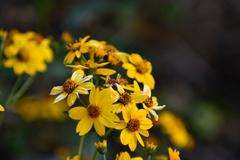 Tagetes lemmonii