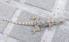 Tarentola mauritanica