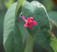 Lonicera mexicana