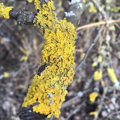 Xanthoria parietina