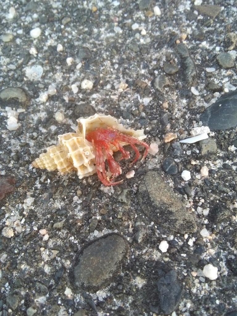 Lophopagurus