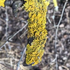 Xanthoria parietina