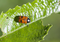 Cryptocephalus octopunctatus